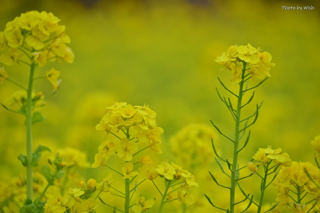 菜の花