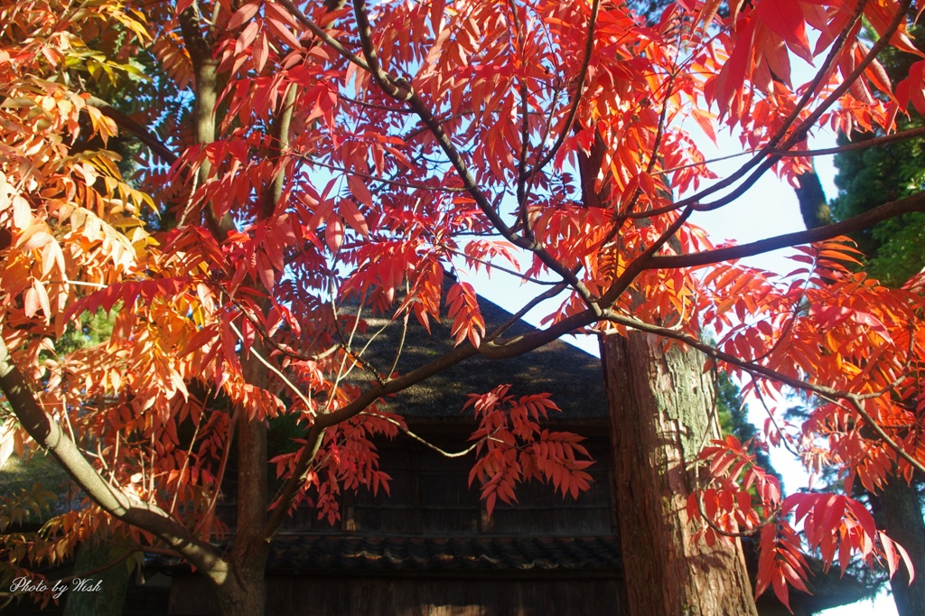 秋色に彩る