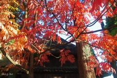 秋色に彩る