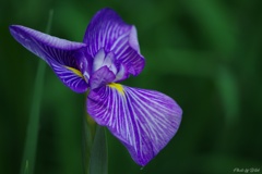 卯辰山花菖蒲園