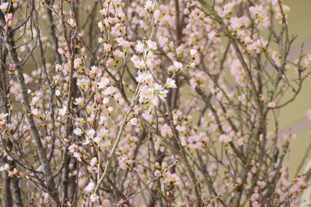 啓翁桜