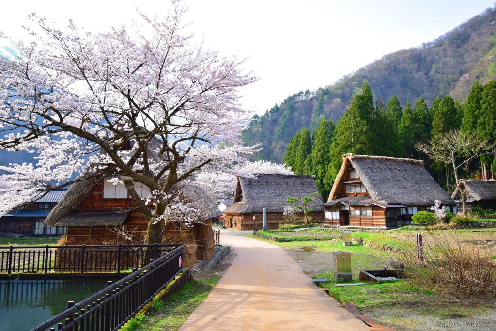 合掌集落にも桜咲く