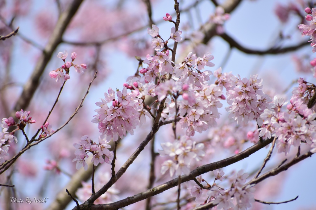 桜色
