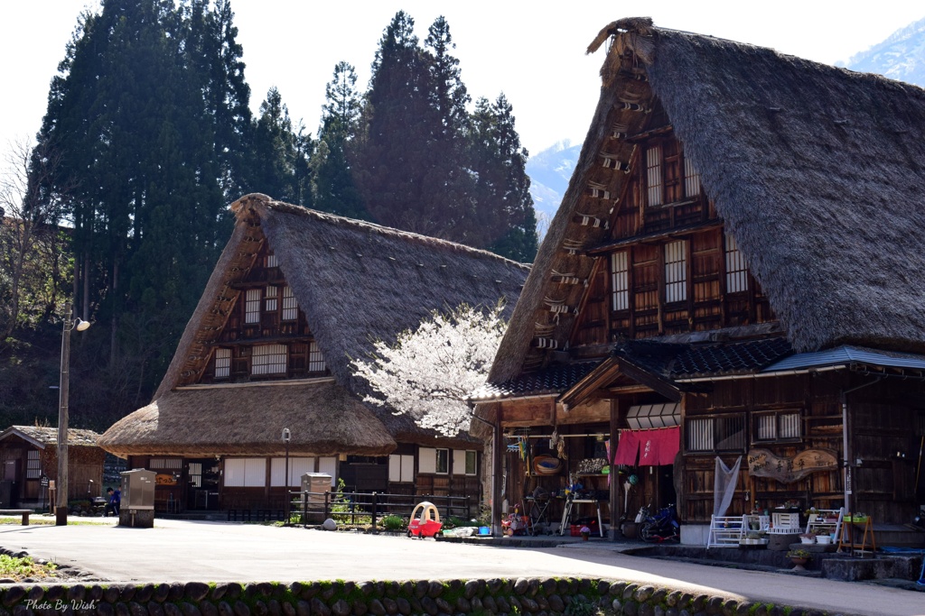 桜咲く合掌造り