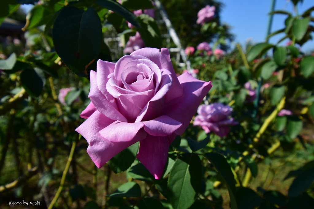 秋薔薇
