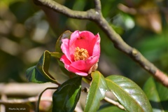 ３月6日の花日和