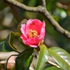 ３月6日の花日和