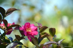 山茶花