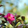 山茶花