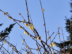 冬晴れの蝋梅