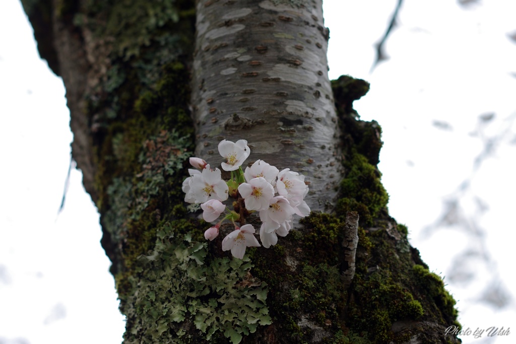幹桜