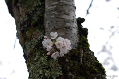 幹桜