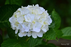 白紫陽花