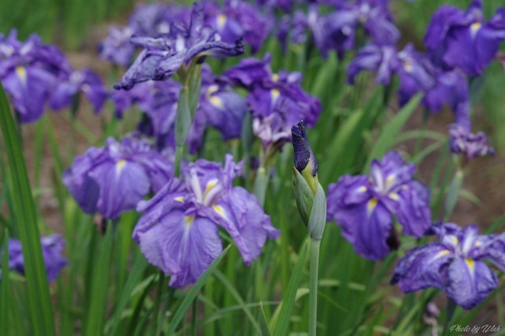 花菖蒲