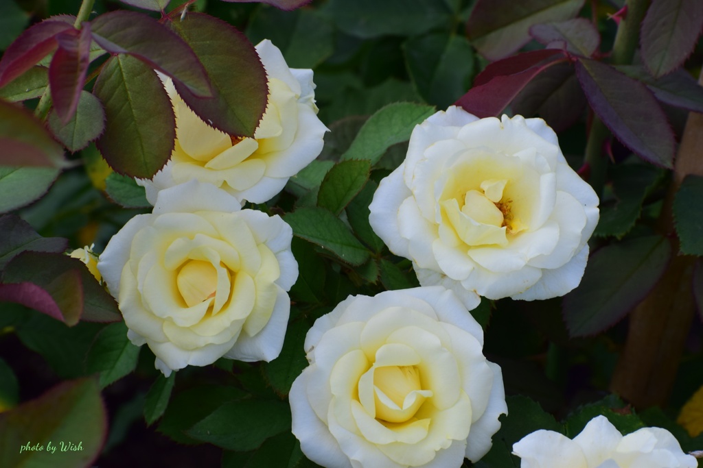 夏薔薇
