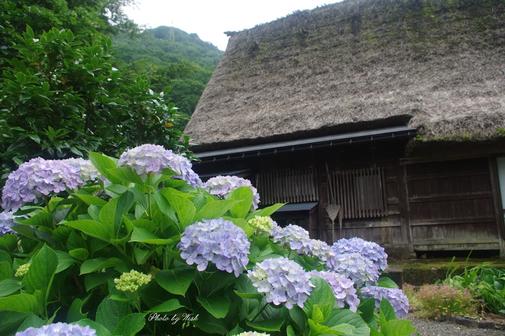 7月の菅沼集落　季節の花と共に