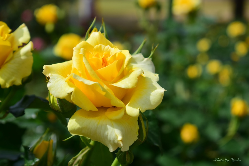 初夏の薔薇