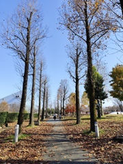 落葉した街路樹