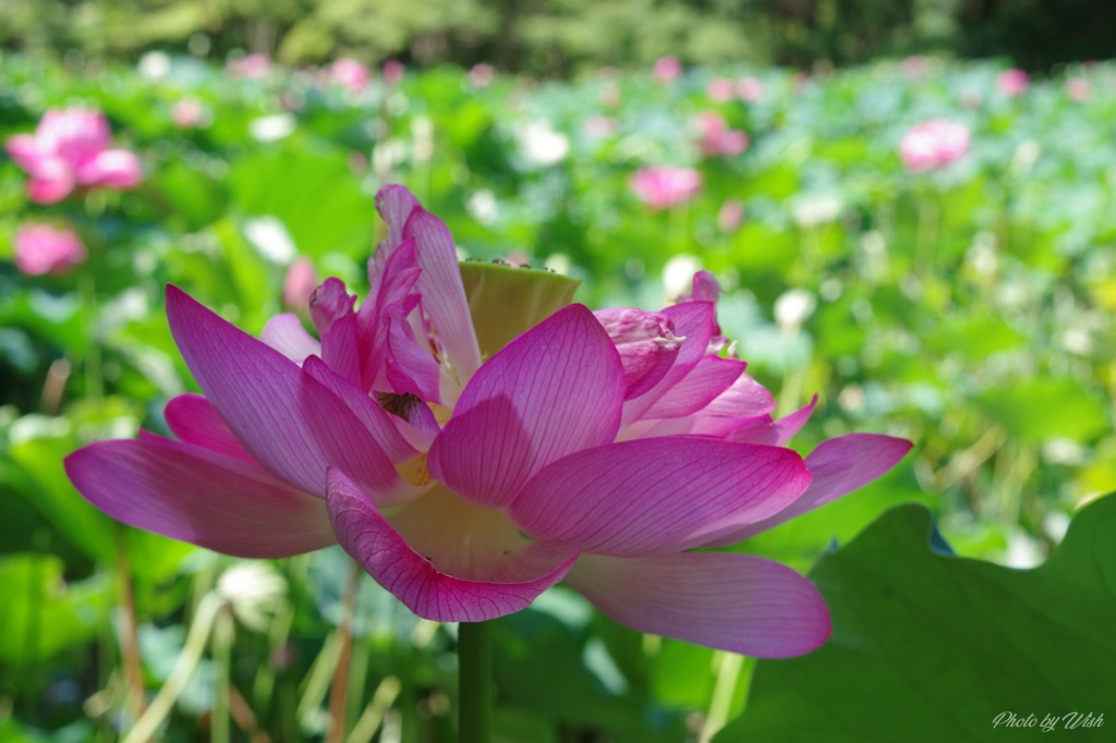 花弁