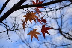 残り紅葉