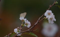十月桜とウラナミシジミ