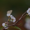 十月桜とウラナミシジミ