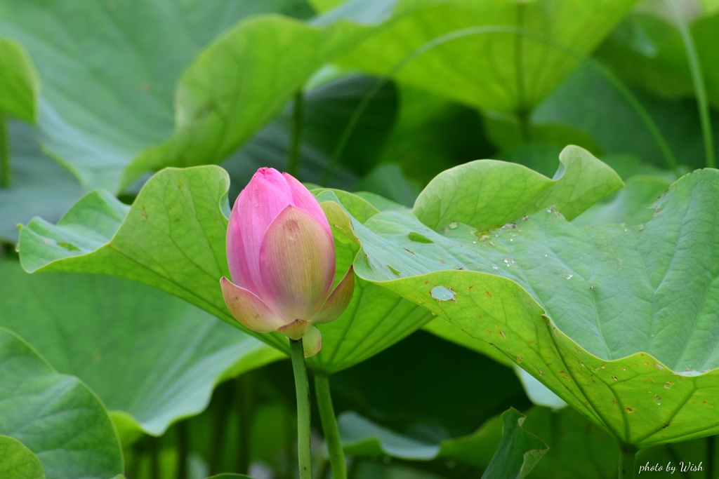 開花前