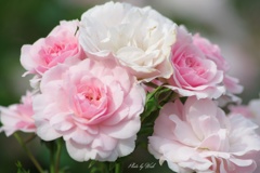 beautiful