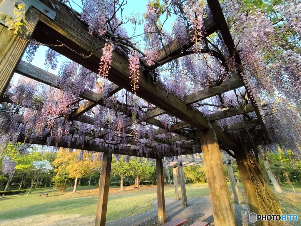 藤の花
