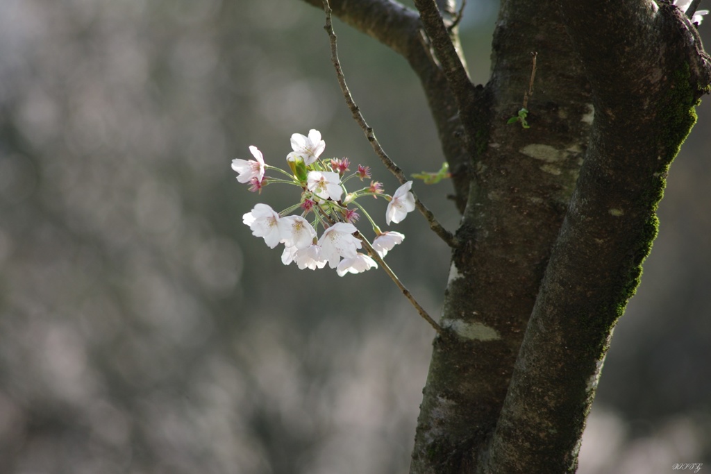 一枝に咲く桜