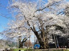 荘川桜