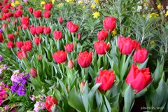 主役のtulip