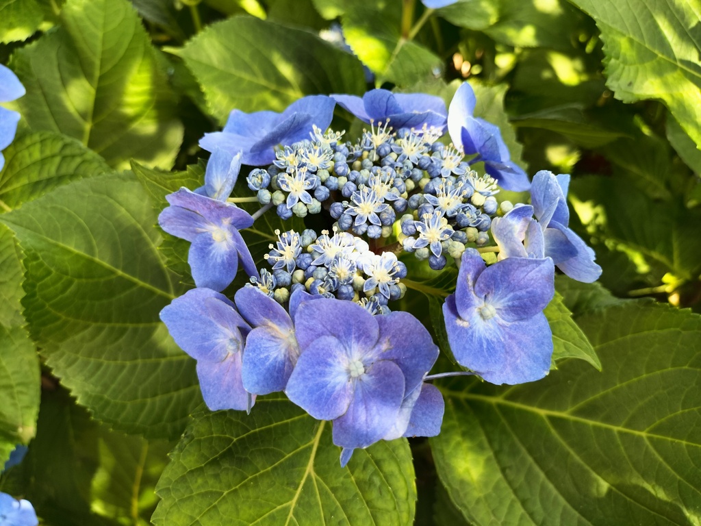 額紫陽花