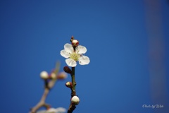 青空と白梅