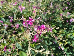 萩の花
