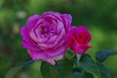 秋薔薇：仲良く
