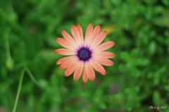一輪の花