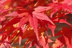 紅色鮮やかな紅葉