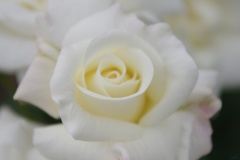White　color