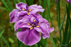 花菖蒲の彩