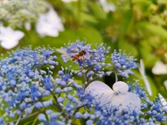 額紫陽花