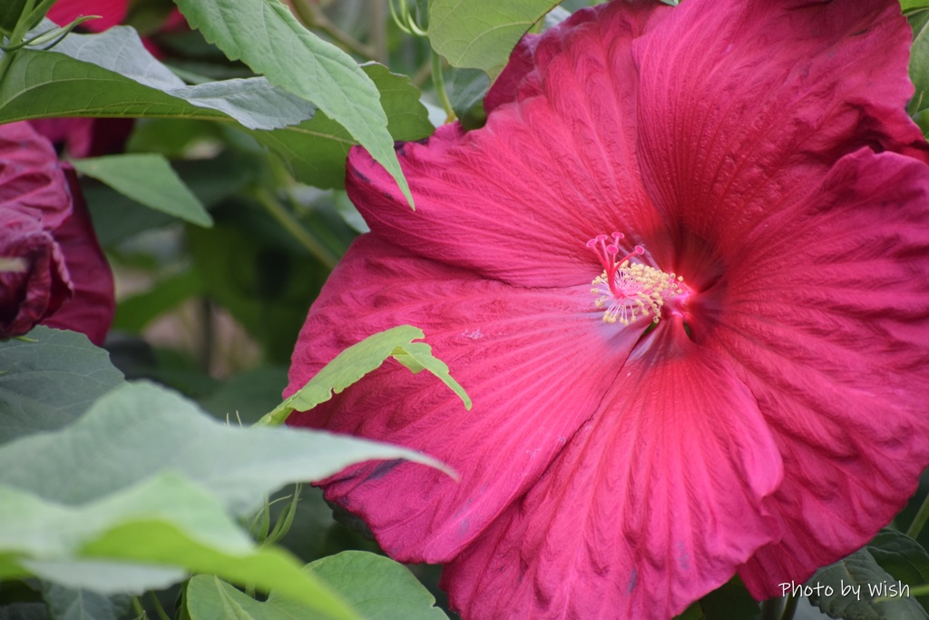 夏の大輪の花