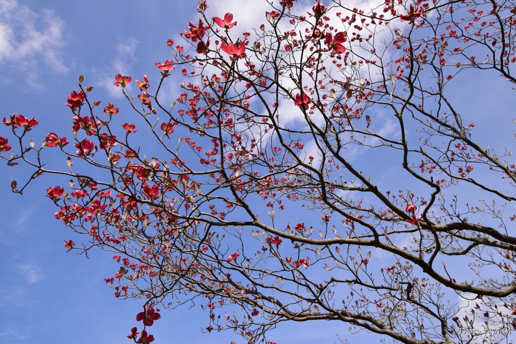 花水木