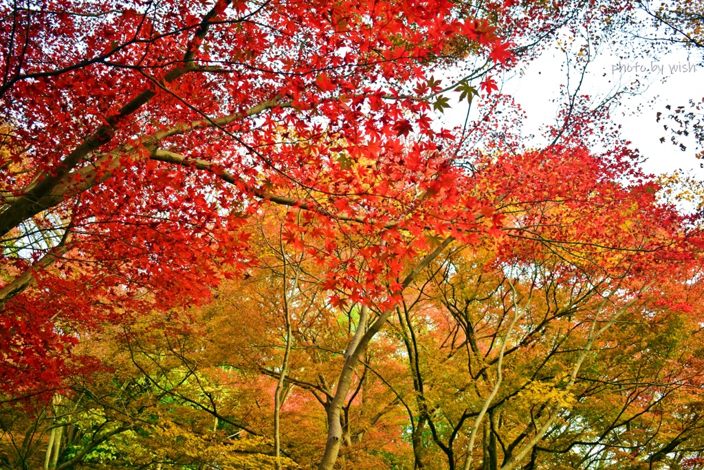 紅葉も終盤の時期に