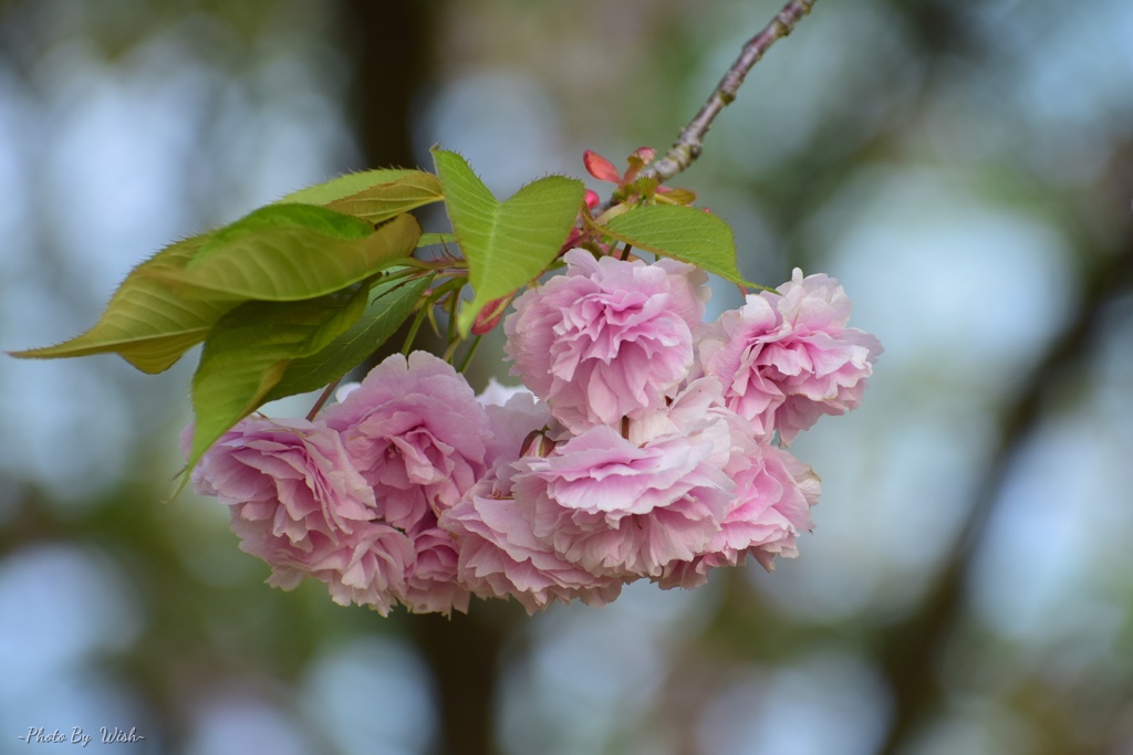 八重桜