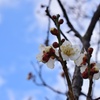 白梅