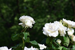 White　Rose