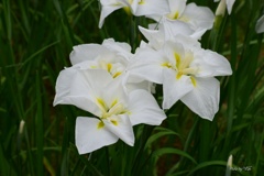 花菖蒲の彩