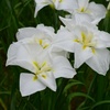 花菖蒲の彩