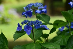 blue